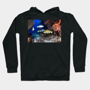 Fish in the Coral Hoodie